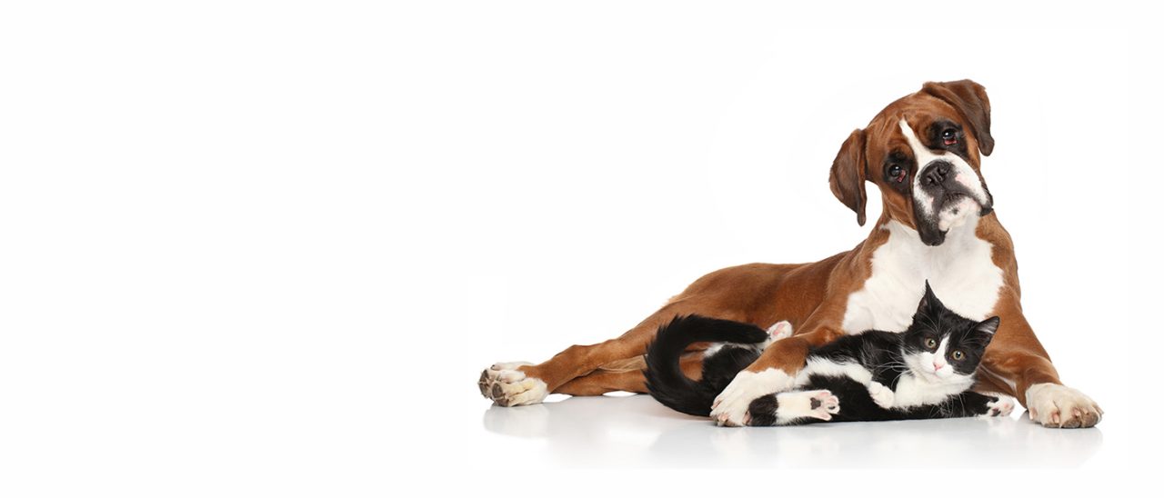 Cuddling Dog and Cat